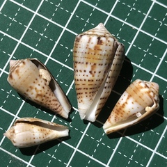 Conus boeticus