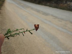 Fumana ericifolia