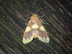 Barsine rubricostata