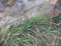 Brachypodium phoenicoides