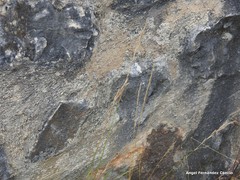 Brachypodium phoenicoides