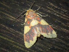 Barsine rubricostata