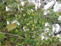 Teucrium montanum praemontanum