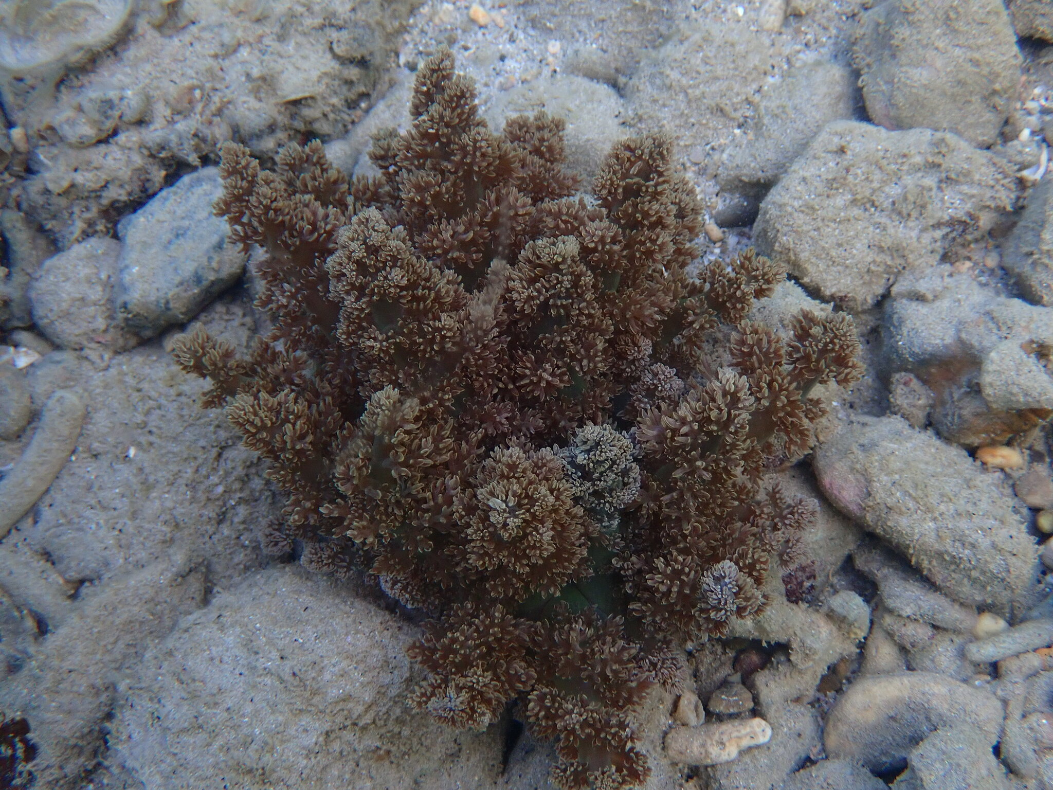 Actinodendron arboreum (Quoy & Gaimard, 1833)