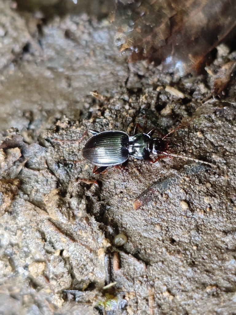 Parapenetretus