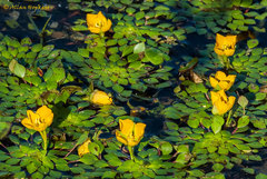 Ludwigia sedoides