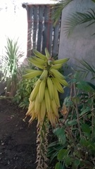 Tracheophyta