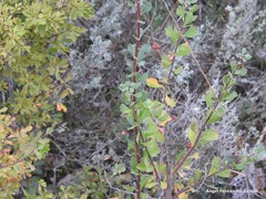 Spiraea hypericifolia obovata
