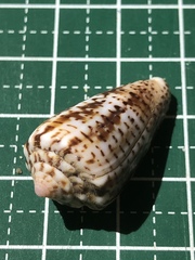 Conus boeticus