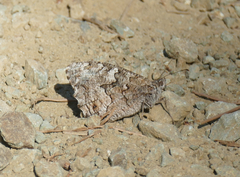Hipparchia cypriensis