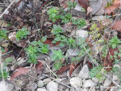 Helianthemum oelandicum