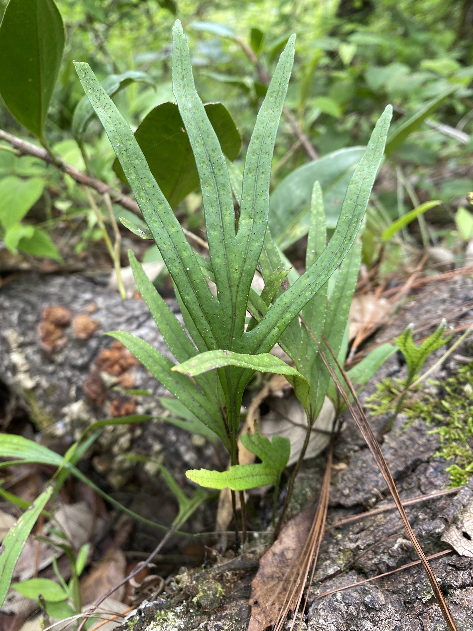Pleopeltis angusta