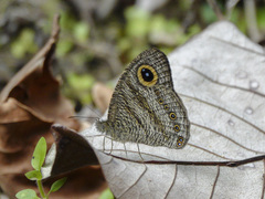 Ypthima fasciata