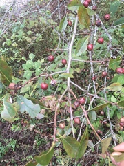 Amelanchier arborea arborea