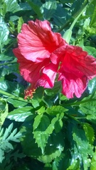 Hibiscus