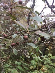 Amelanchier arborea arborea