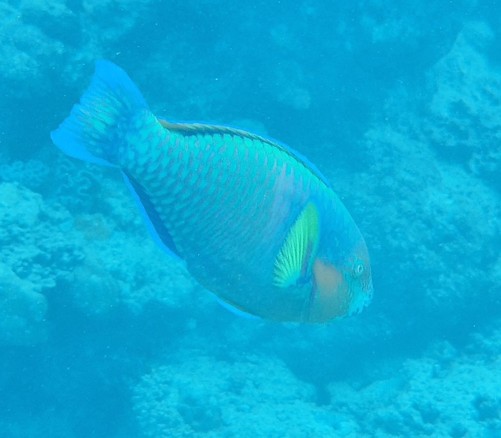 Rivulated parrotfish (Scarus rivulatus) — Scaridae