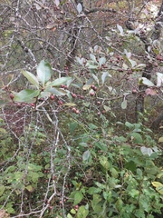 Amelanchier arborea arborea