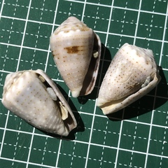 Conus coronatus