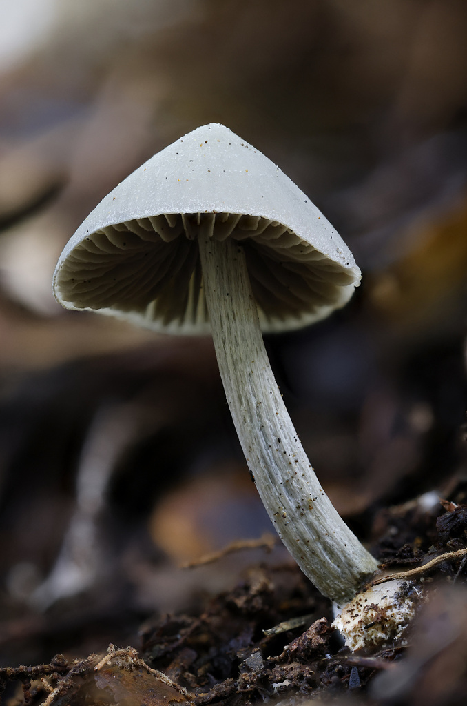 Entoloma canoconicum · July 2025 · photo: © mstirling (iNaturalist, cc-by)