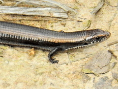 Tetradactylus seps