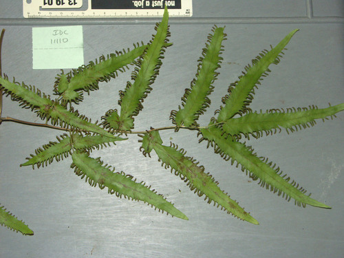 Maidenhair creeper (Lygodium flexuosum)