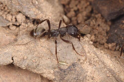 黑色悍蚁Polyergus nigerrimus