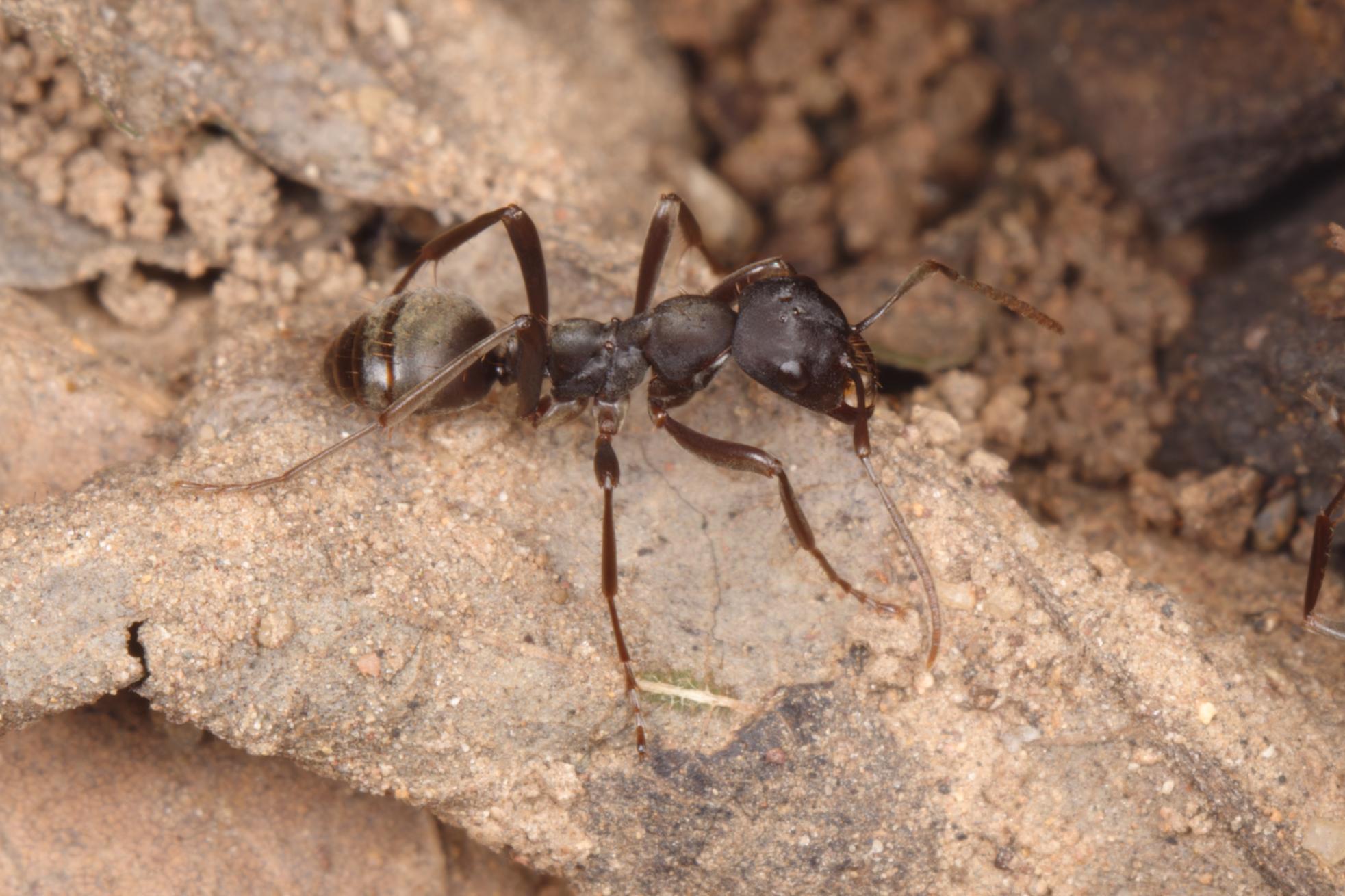 KUZIRA 黒 XL EXTRA SHOW ANTS アンツ Black Ant - Lexicon | Exterminapro