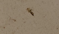 Stathmopoda tritophaea