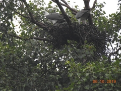 Haliaeetus leucogaster