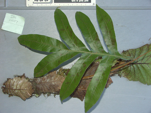 Drynaria sparsisora, photograph 5