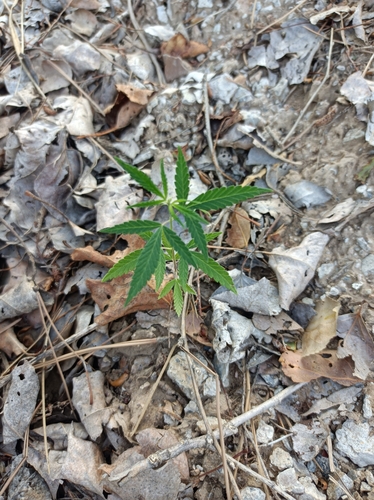 Cannabis