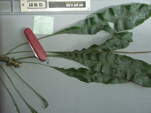 Leptochilus axillaris