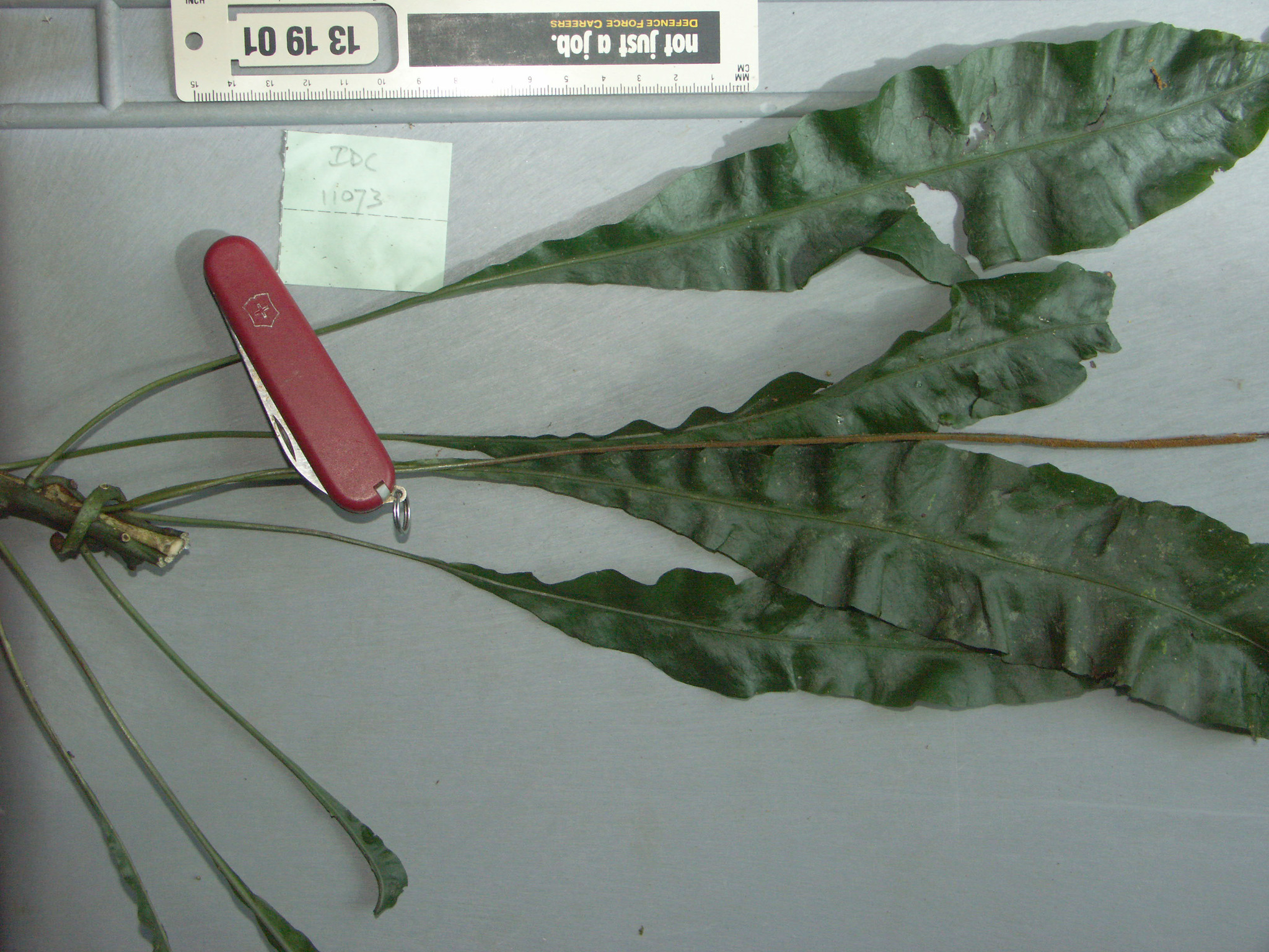 Leptochilus axillaris