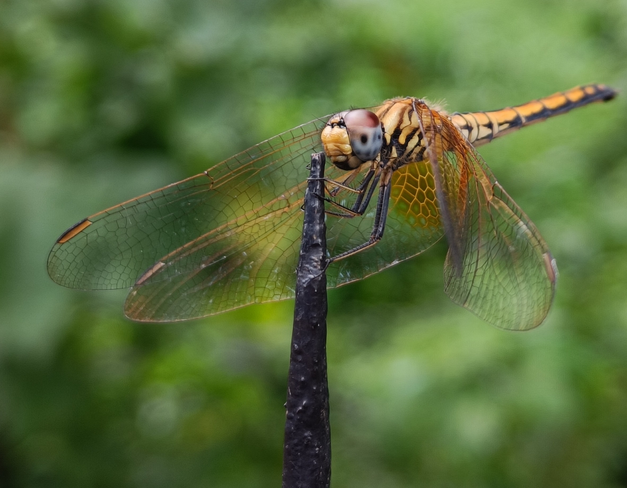 Crimson Marsh Glider