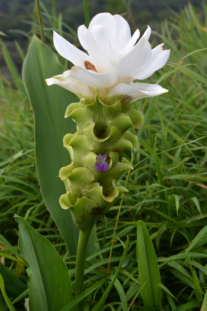 Curcuma thorelii
