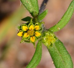 Melampodium sericeum