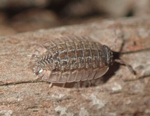 Australiodillo bifrons