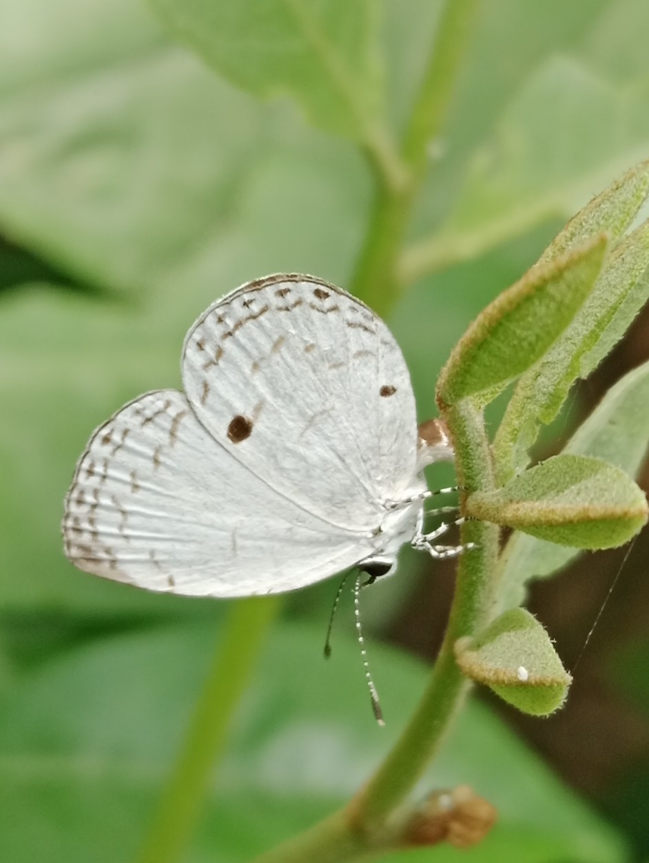 Common Quaker