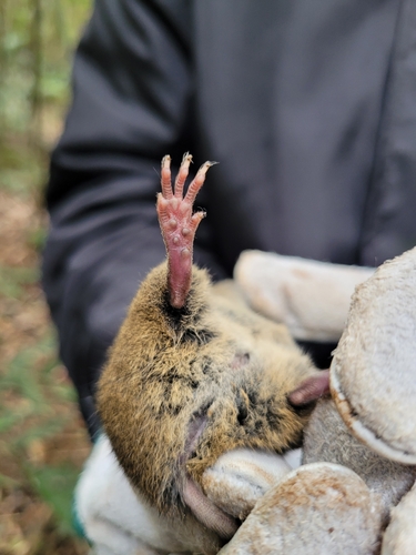 Paraná Grass Mouse (Akodon paranaensis) — Least Concern Mammalia