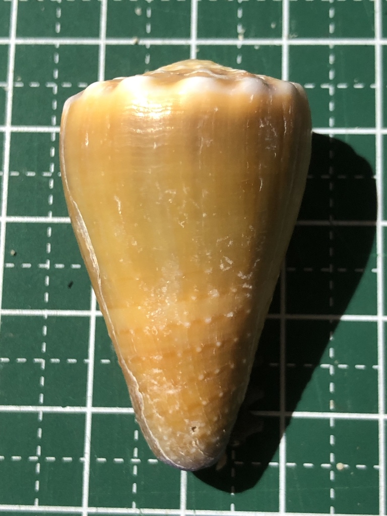 Blood-stained cone