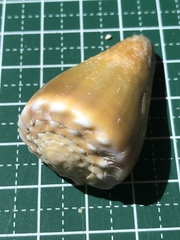 Conus sanguinolentus