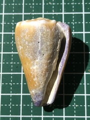 Conus sanguinolentus