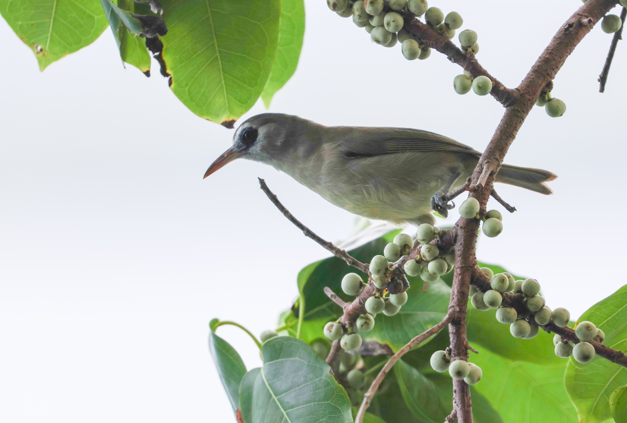 Bare-eyed White-eye (Zosterops superciliosus)