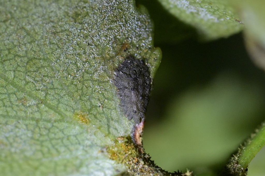 Aphenochiton inconspicuus