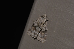 Turnerinycta phaeocosma