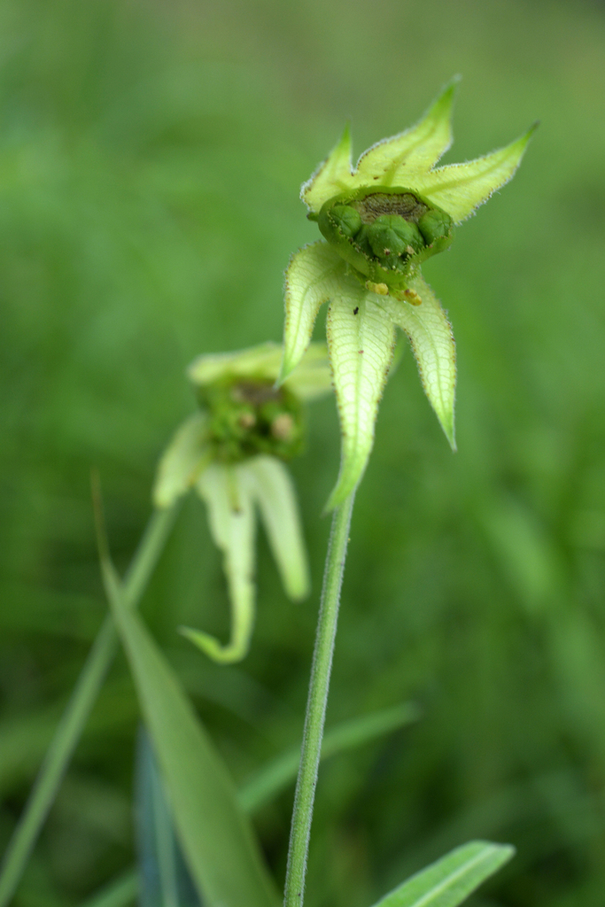 Dalechampia falcata (Dalechampia falcata)