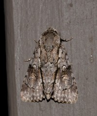 Turnerinycta phaeocosma