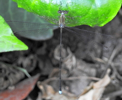 Ecchlorolestes nylephtha