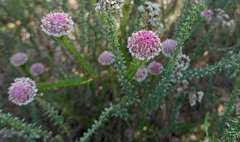 Serruria trilopha